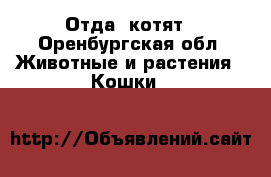 Отда  котят - Оренбургская обл. Животные и растения » Кошки   